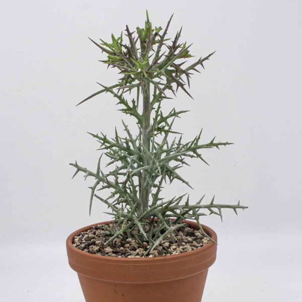 Euphorbia stenoclada klein