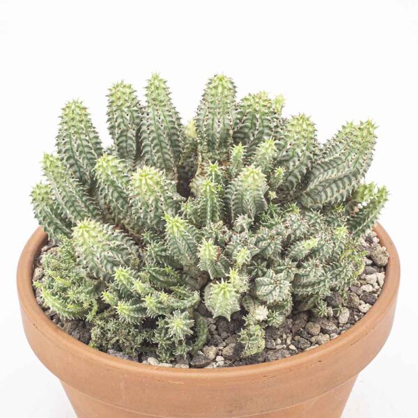 Euphorbia submammillaris variegata