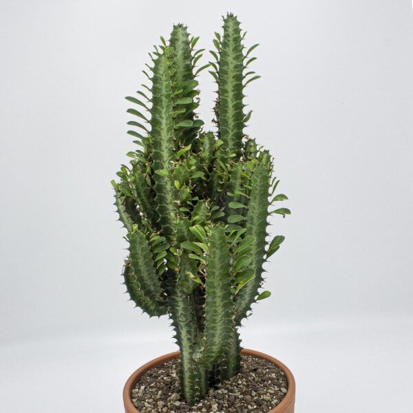 Euphorbia trigona grün