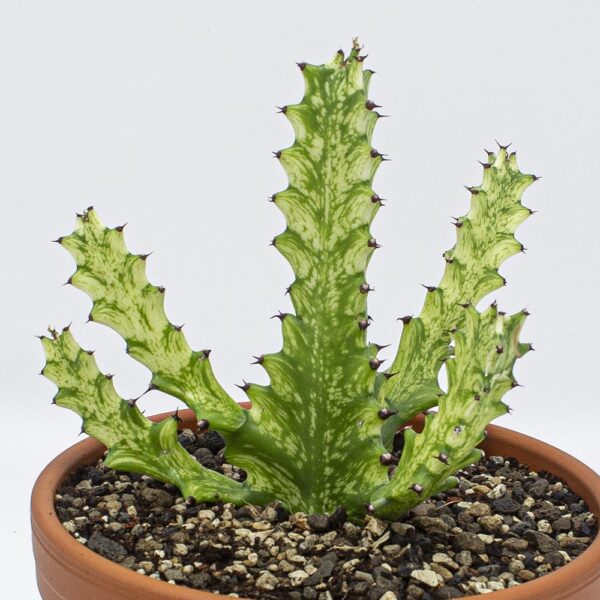 Euphorbia trigona var. mintcream