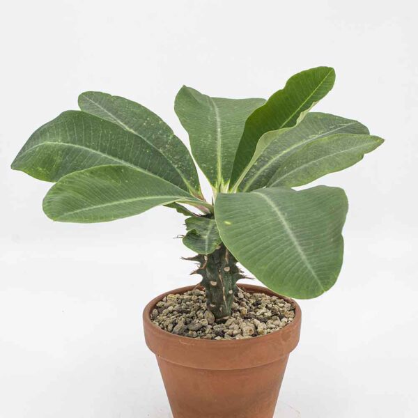 Euphorbia viguieri