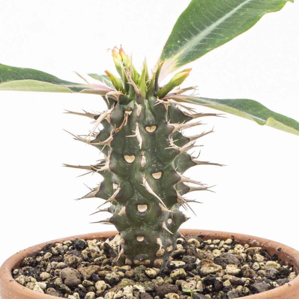 Euphorbia viguieri