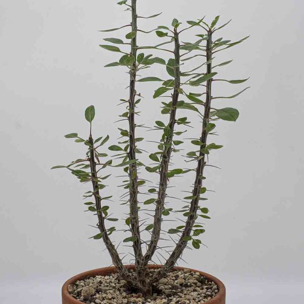 Fouquiera diguetii