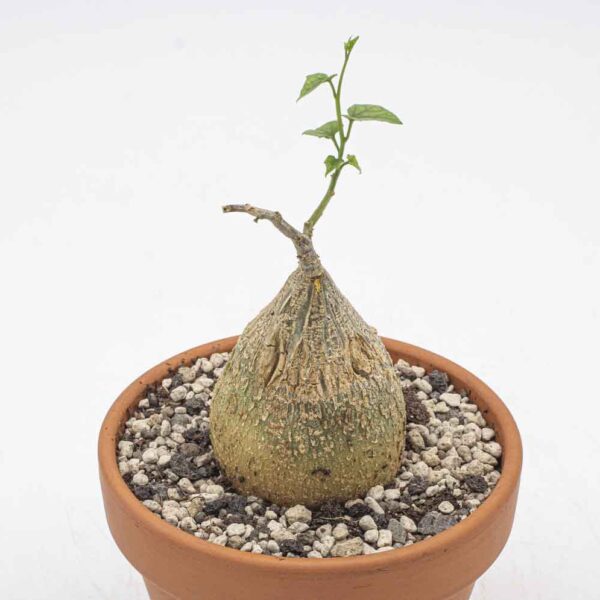 Gerrardanthus macrorhizus