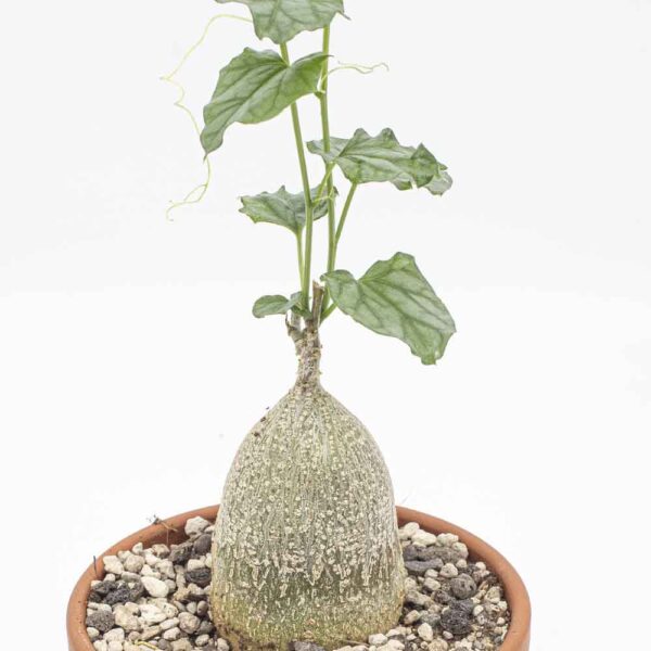 Gerrardanthus macrorhizus