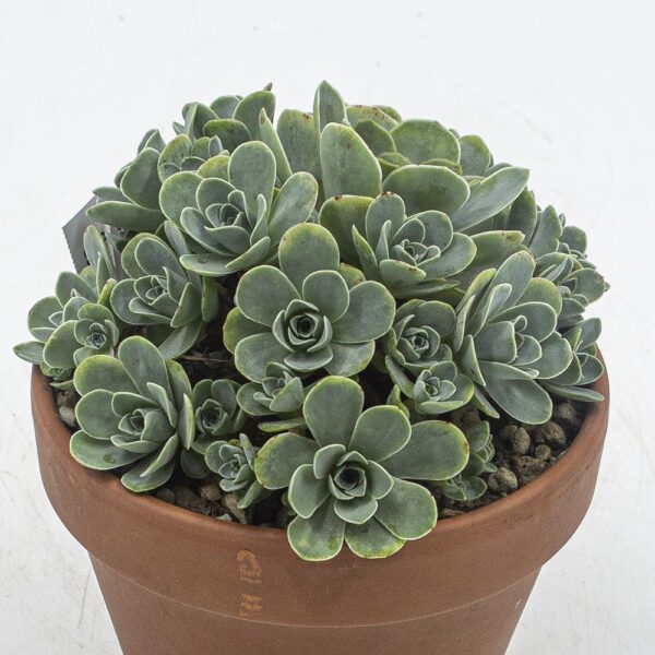 Greenovia dodrentalis