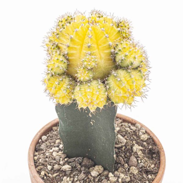 Gymnocalycium gelb mit Grünanteilen