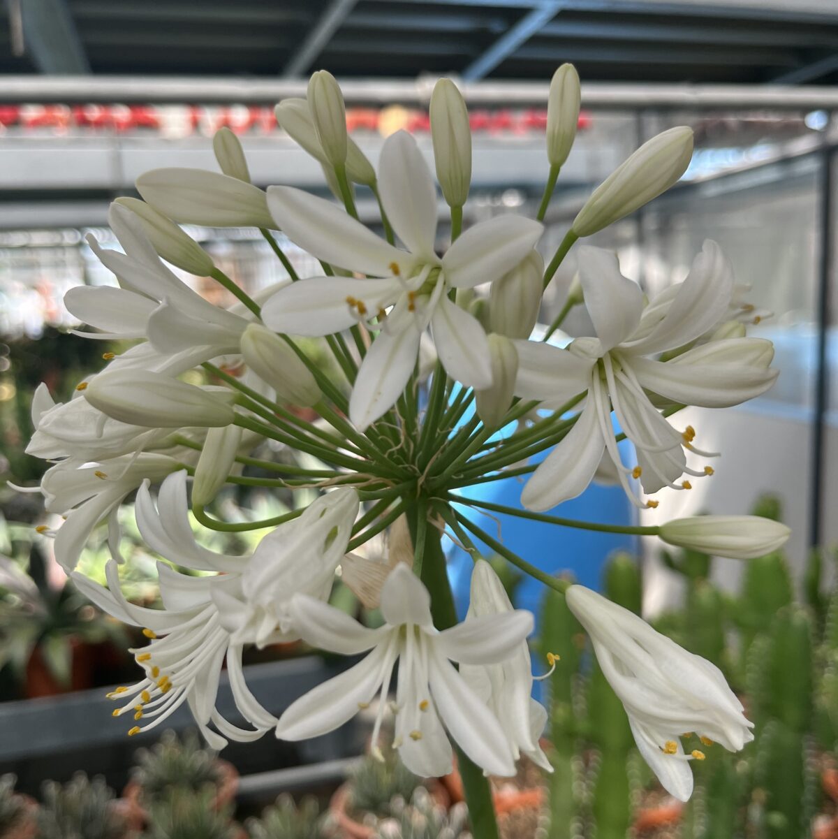 Haemanthus fein – Bild 2