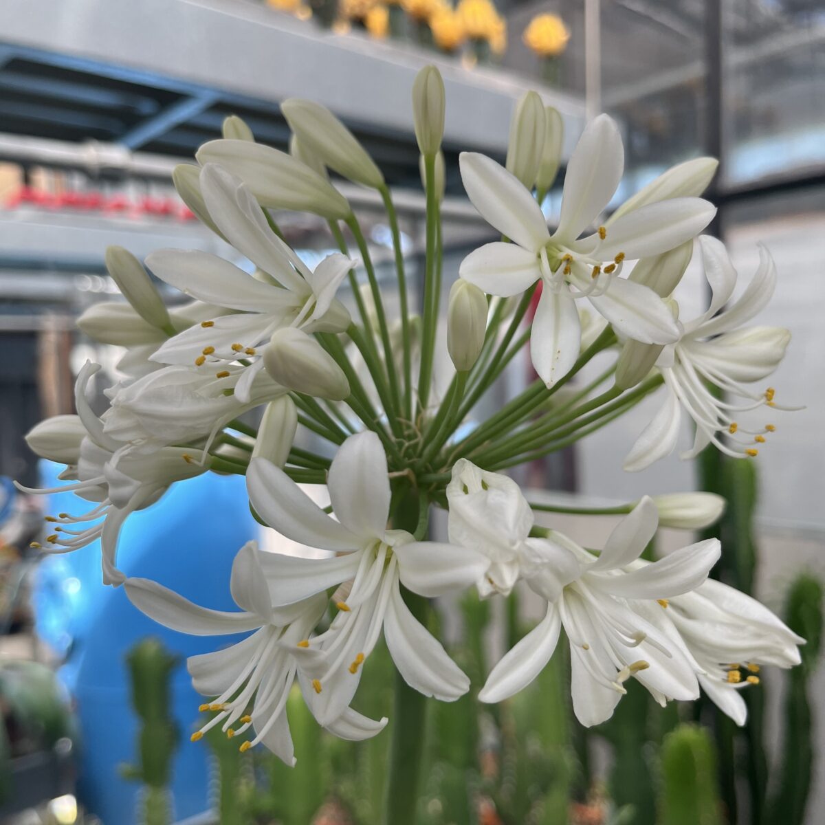 Haemanthus fein – Bild 4