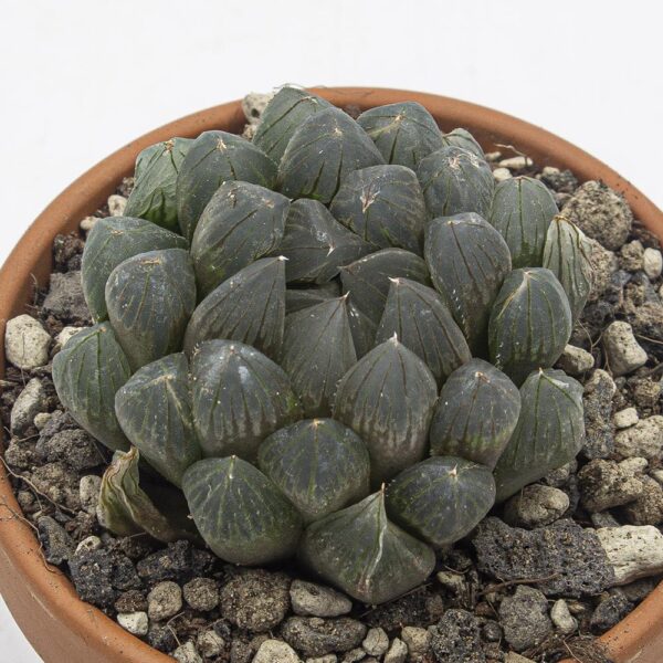Haworthia Black Skin