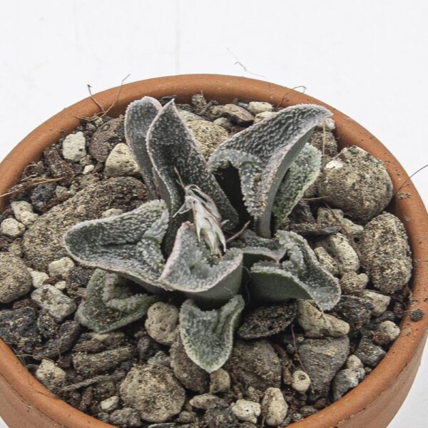 Haworthia Railway Silver