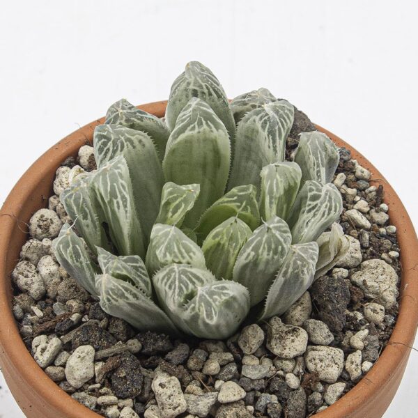 Haworthia cooperi variegata