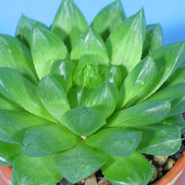 Haworthia cooperi