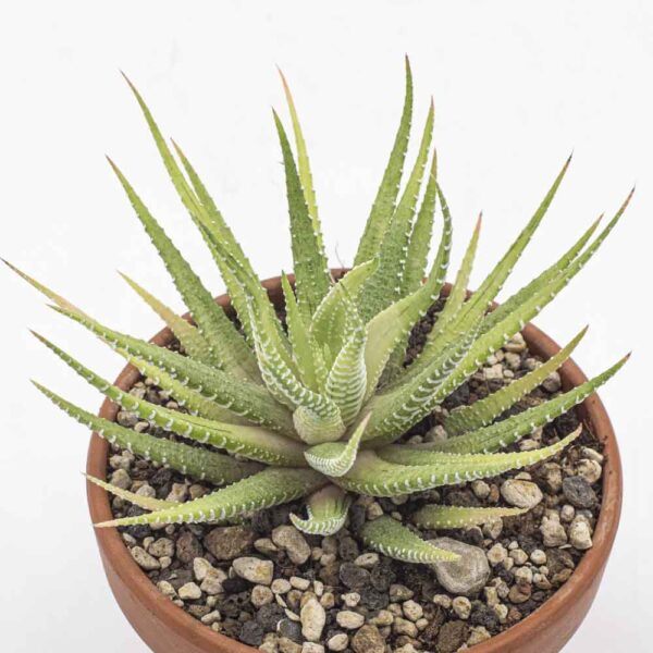 Haworthia fasciata variegata