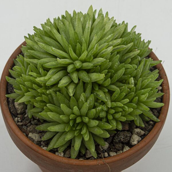 Haworthia kikuhigasa