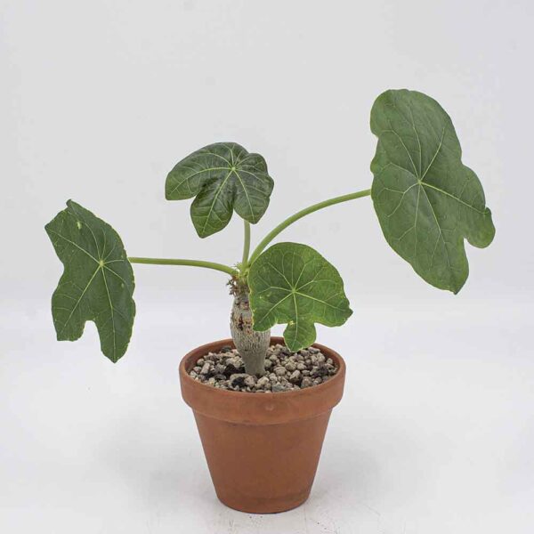 Jatropha podagrica