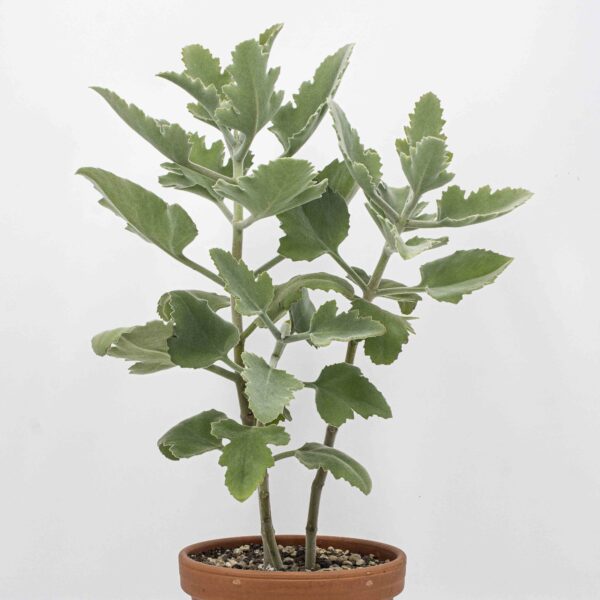 Kalanchoe beharensis "Oak Leaf"