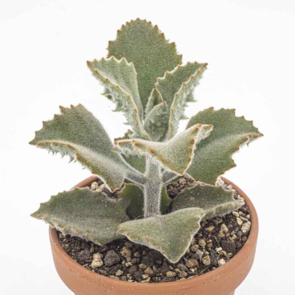 Kalanchoe beharensis