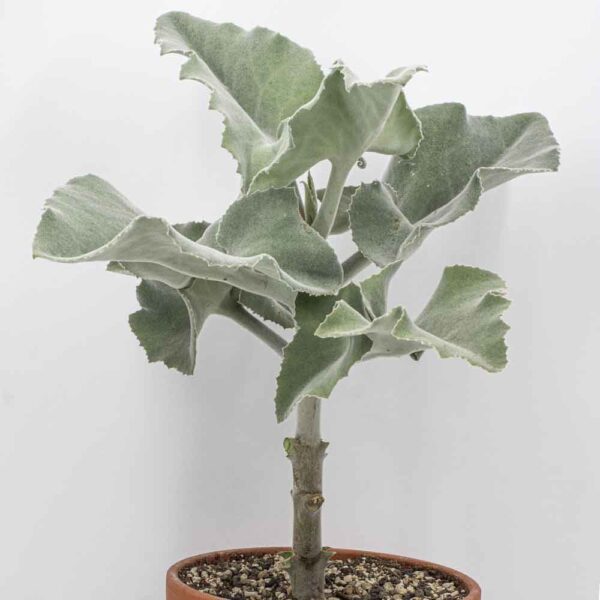Kalanchoe beharensis gross