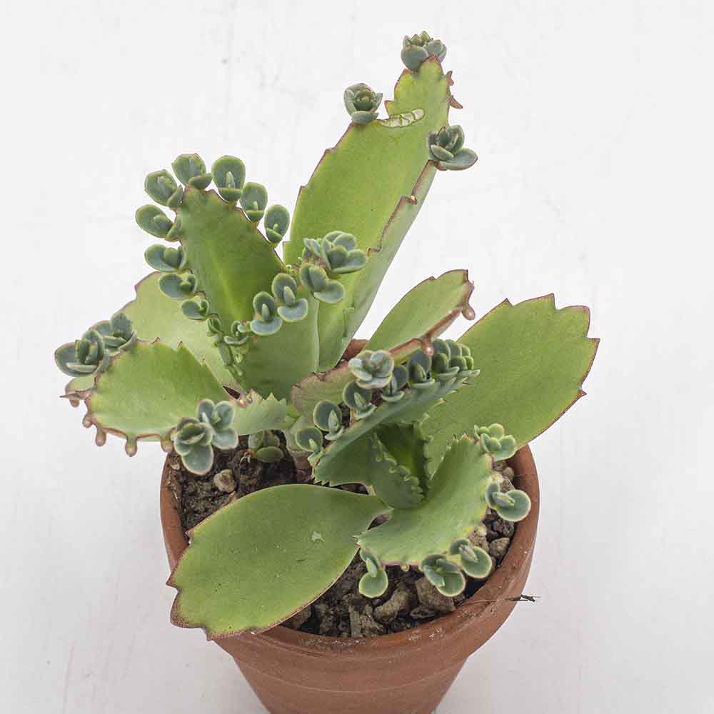 Kalanchoe daigremontana – Bild 3