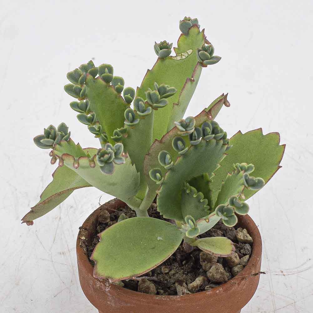 Kalanchoe daigremontana – Bild 2