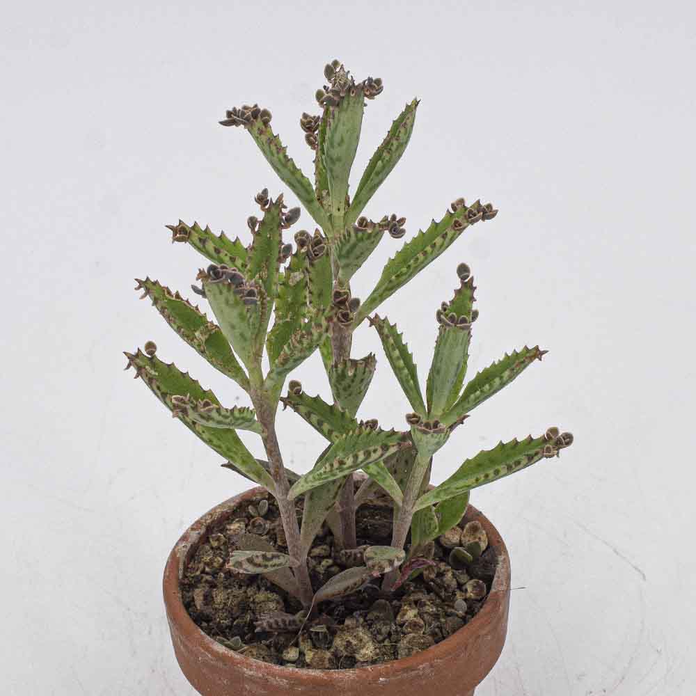 Kalanchoe tubiflora – Bild 5