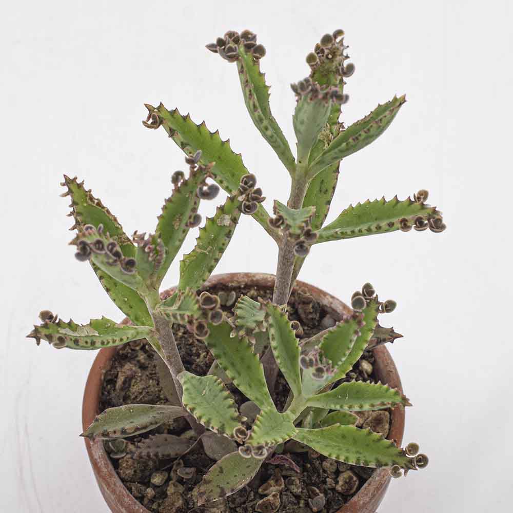 Kalanchoe tubiflora – Bild 3