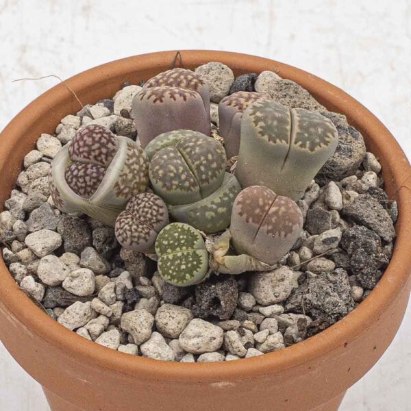 Lithops Gruppe gräulich