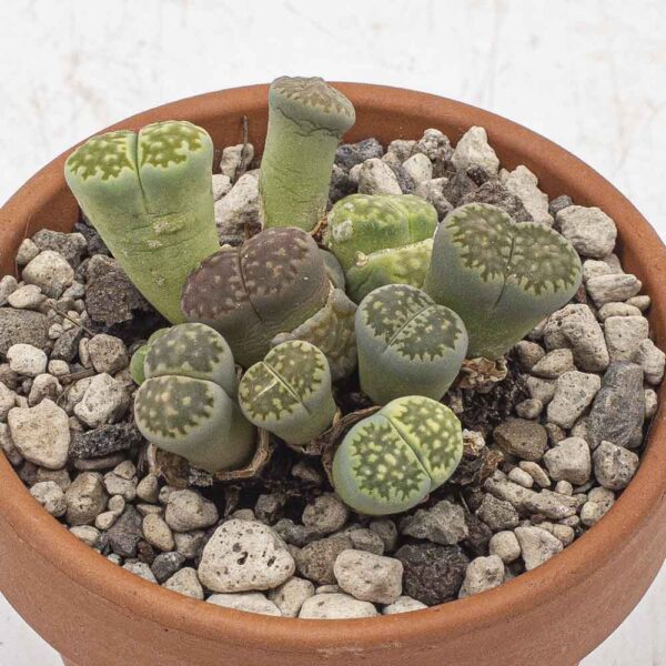 Lithops Gruppe grünlich
