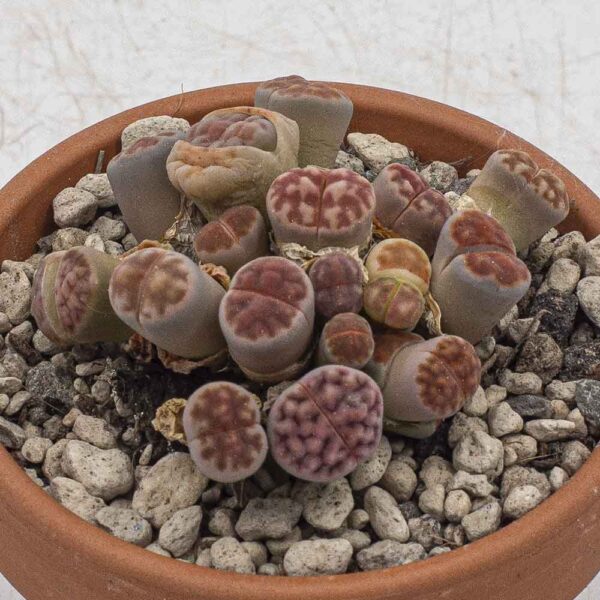 Lithops Gruppe rötlich