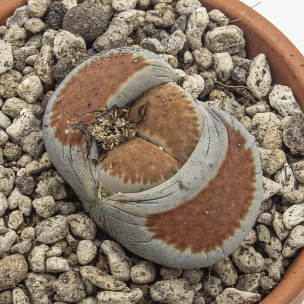 Lithops rostrot