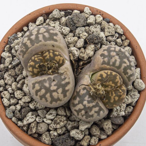 Lithops beige mit Zeichnung
