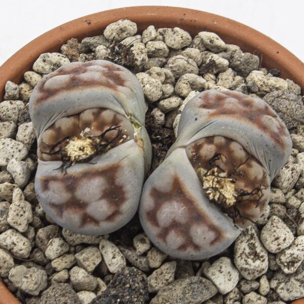 Lithops grau mit Zeichnung