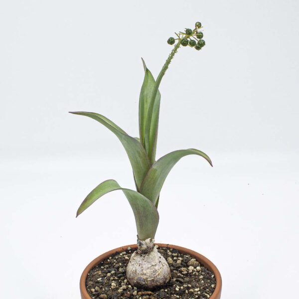Merwilla plumbea