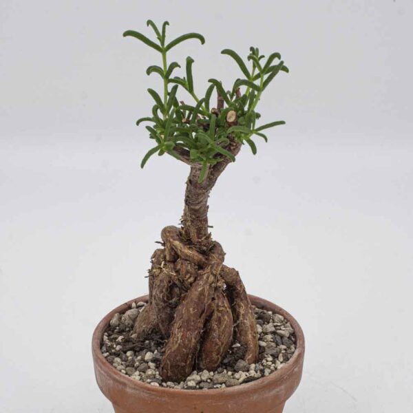 Mestoklema tuberosum