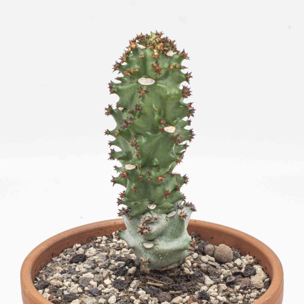 Monadenium magnificum