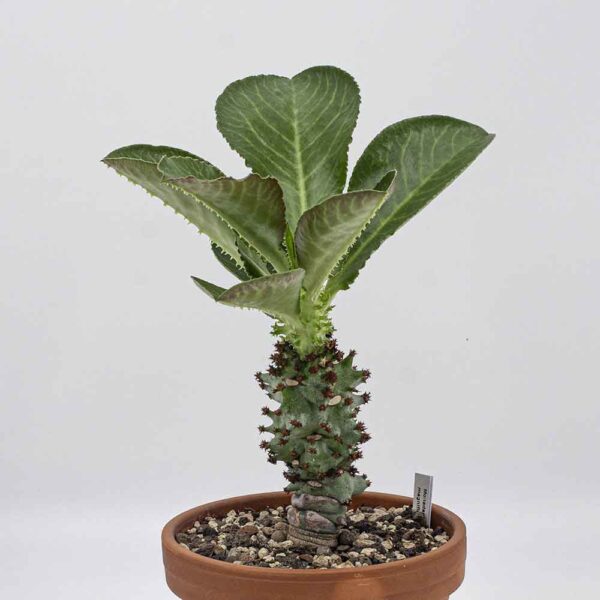 Monadenium magnificum
