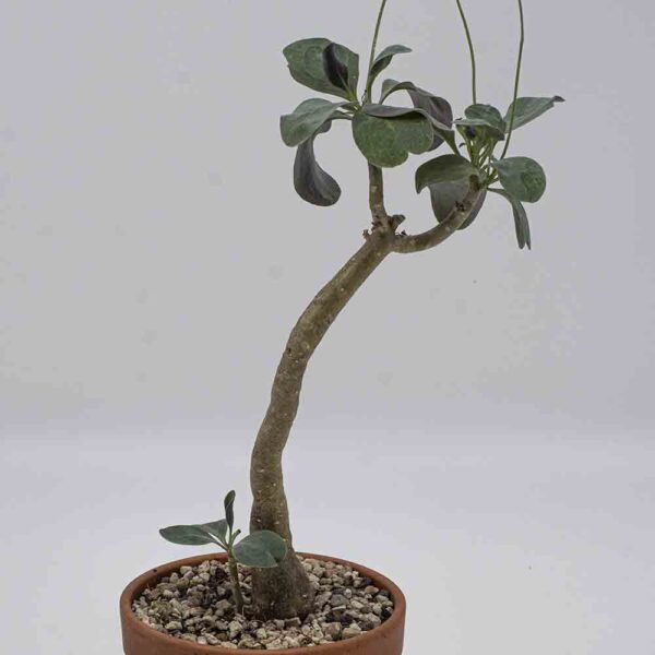 Othonna triplinervia