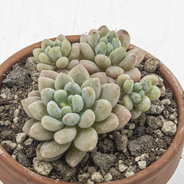Pachyphytum Caviar