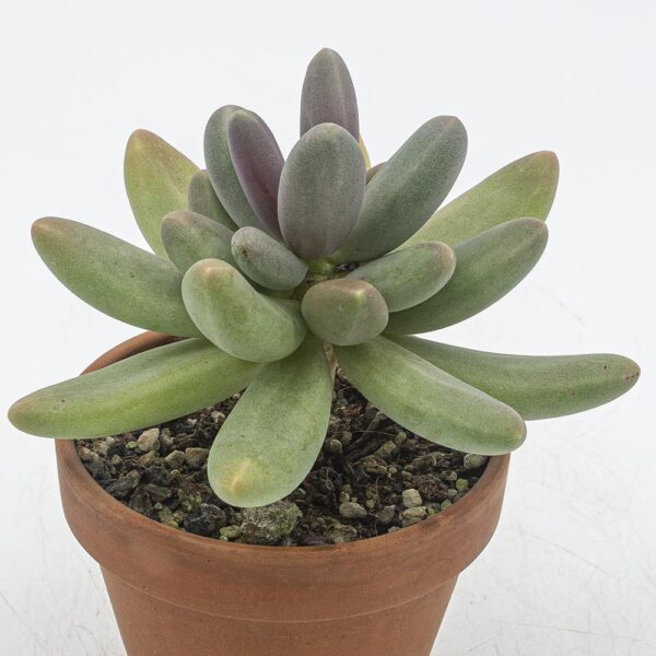 Pachyphytum fittkaui