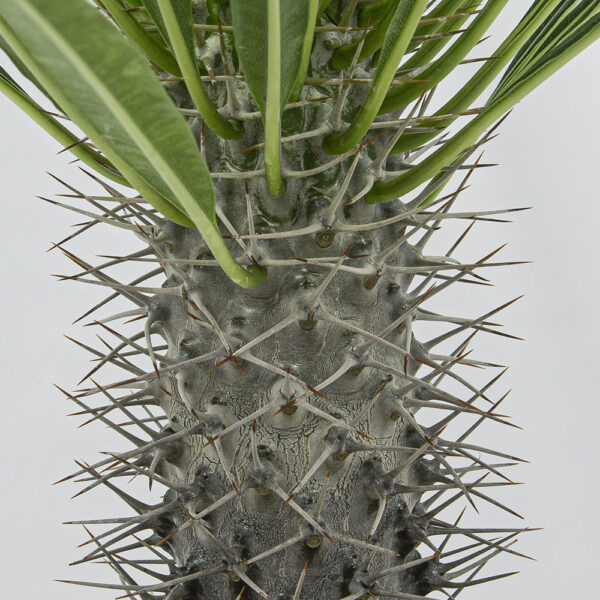 Pachypodium lameri – Bild 4