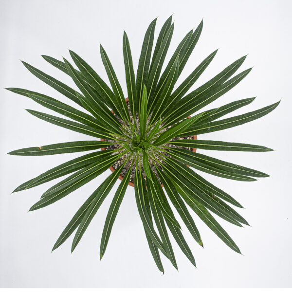 Pachypodium lameri – Bild 3