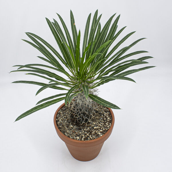 Pachypodium lameri – Bild 2