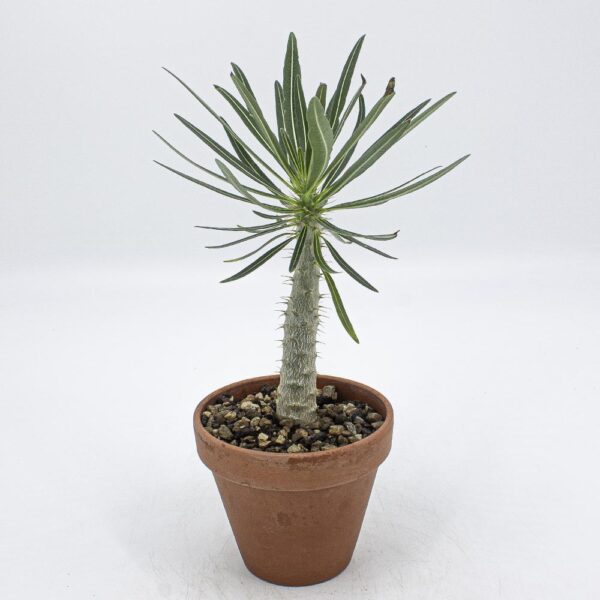 Pachypodium rosulatum