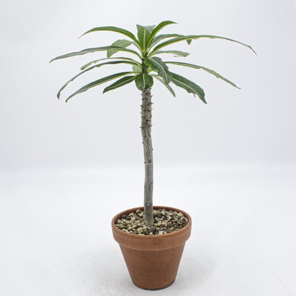 Pachypodium rutenbergianum