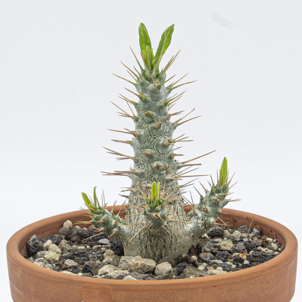 Pachypodium saundersii – Bild 5