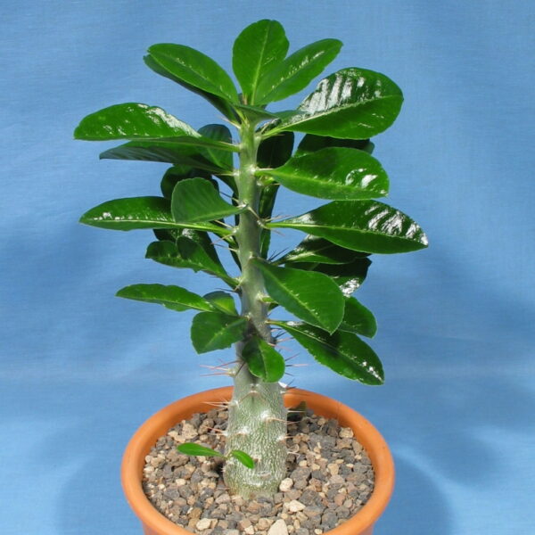 Pachypodium saundersii – Bild 4