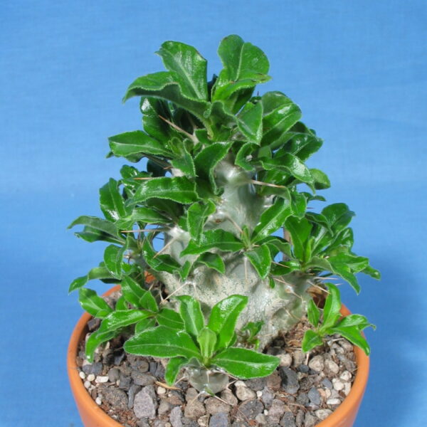 Pachypodium saundersii – Bild 2