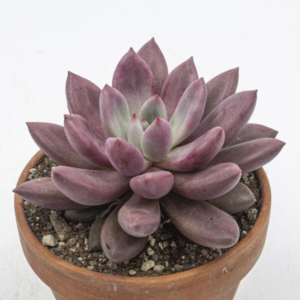 Pachyveria rosy crow