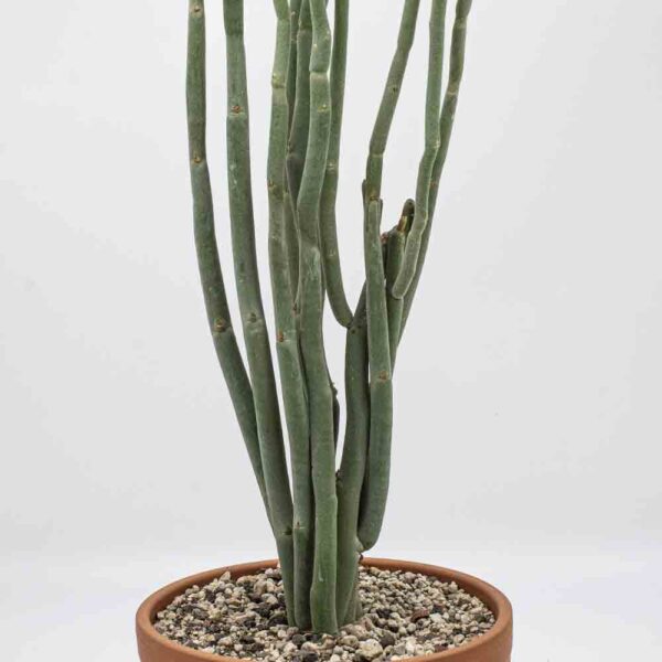 Pedilanthus macrocarpus